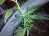 2010-08-03 19.55.54.jpg