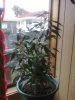 18122009542.jpg 18122009542.jpg