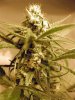 Blue-Dream-Day-Day31.jpg