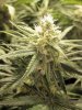 Blue-Dream-Day-Day31-8.jpg