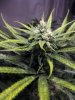 Blue-Dream-Day-Day31-9.jpg