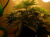 DSCN5332.jpg