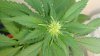 whitewidow85102.jpg