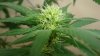 whitewidow85103.jpg