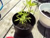 DSC00549.jpg
