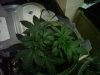 IMG0081A.jpg