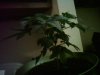 IMG0082A.jpg