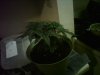 IMG0083A.jpg