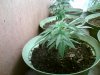 IMG0072A.jpg