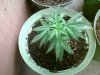 IMG0073A.jpg