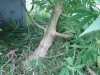 DSC02620.jpg
