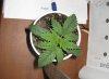 IcedGrapefruit_Day11.jpg