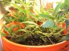 DSCN0136.jpg