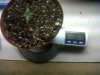 pot 4.jpg