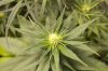 Angie_EarlyBuds_01.jpg Angie_EarlyBuds_01.jpg