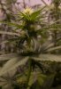 Angie_EarlyBuds_02.jpg Angie_EarlyBuds_02.jpg