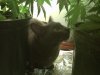 weedeater.jpg