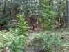 0810001427a.jpg 0810001427a.jpg