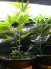 DSCN7613.jpg