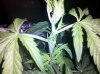 IMG_20100811_002412.jpg