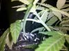 IMG_20100811_002637.jpg