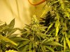 nugg 005.jpg