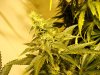 nugg 009.jpg
