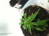 grow8.jpg grow8.jpg