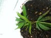 grow6.jpg grow6.jpg