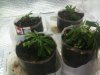 grow.jpg grow.jpg