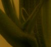 pistils.jpg