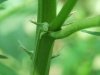 2010_0621Plant0006.jpg