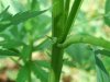 2010_0621Plant0001.jpg