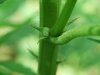 2010_0621Plant0003.jpg
