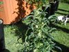 DSC00819.jpg