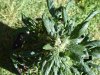 DSC00821.jpg