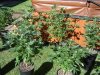 DSC00826.jpg