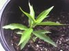 Pear tree man plant 2.jpg