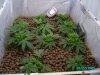 topped moms and clones 002.JPG