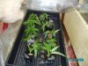 topped moms and clones 004.JPG