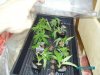 topped moms and clones 005.JPG