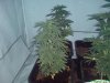 DSC00083.jpg
