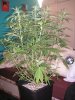 Grapefruit 8 weeks vegged.jpg