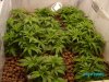 grow 1 may 17 07 005.JPG