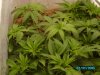 grow 1 may 17 07 006.JPG