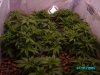 grow 1 may 17 07 007.JPG