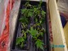 grow 1 may 17 07 011.JPG