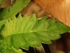 burnt leaf.jpg