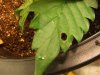 hole in leaf.jpg