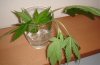 DSC02867.jpg